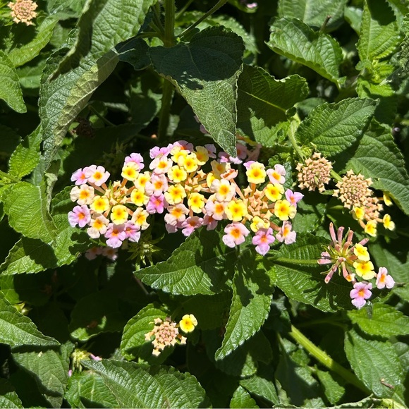 thesunnygarden
